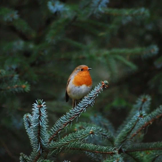 Оправа для очков Guess GU 2669 028